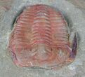 Pair Of Ordovician Euloma Trilobites - Zagora, Morocco #58930-3
